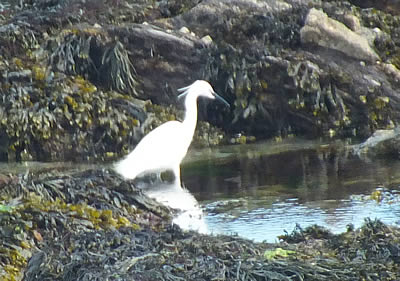 Heron at Hannaford Beach, Looe